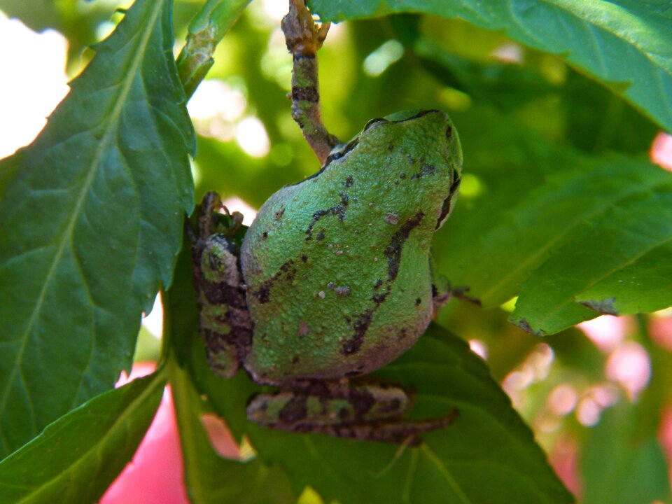 Amphibian tiny animal photo