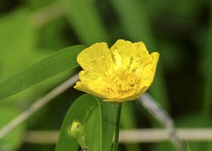 Yellow tiny fragrant photo