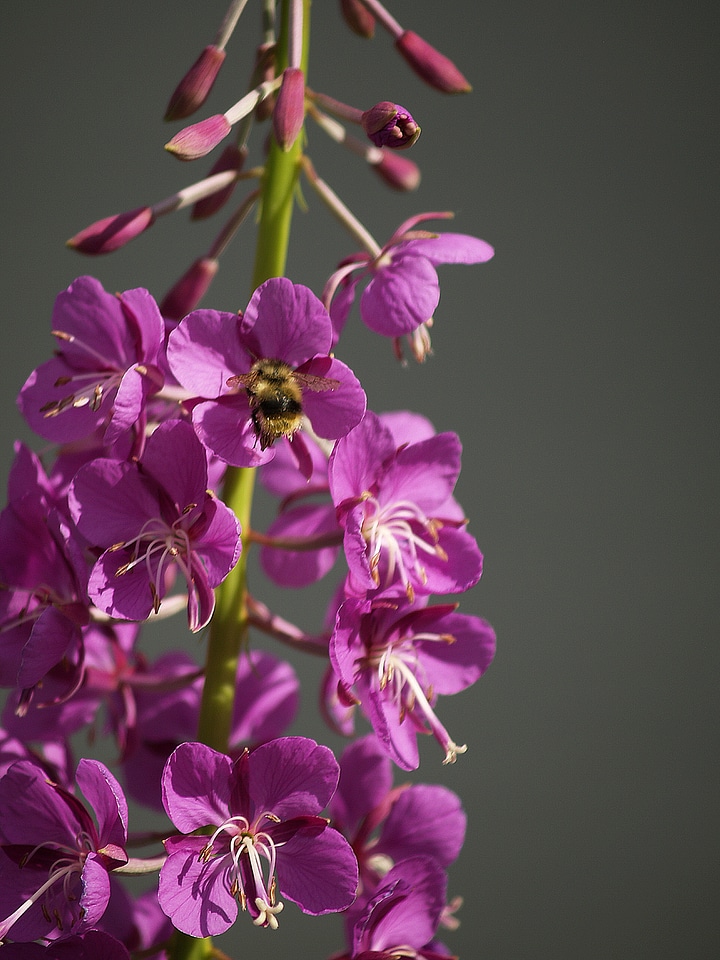 Bee nature flora