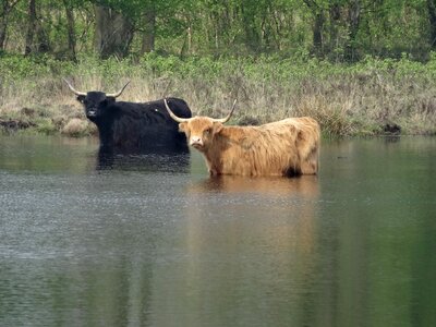 Bovine species mammal ven photo