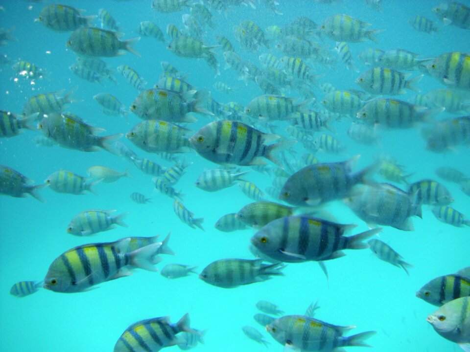 Egypt sea fish