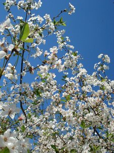 Cherry blossoms kwanzan cherry blossoms springtime