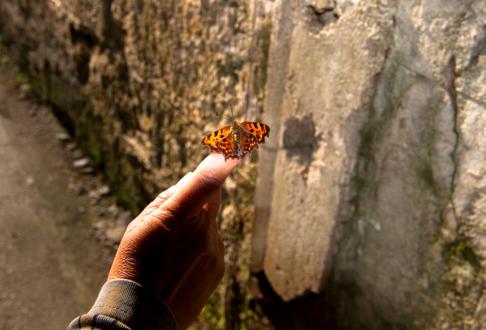 Insect hand finger