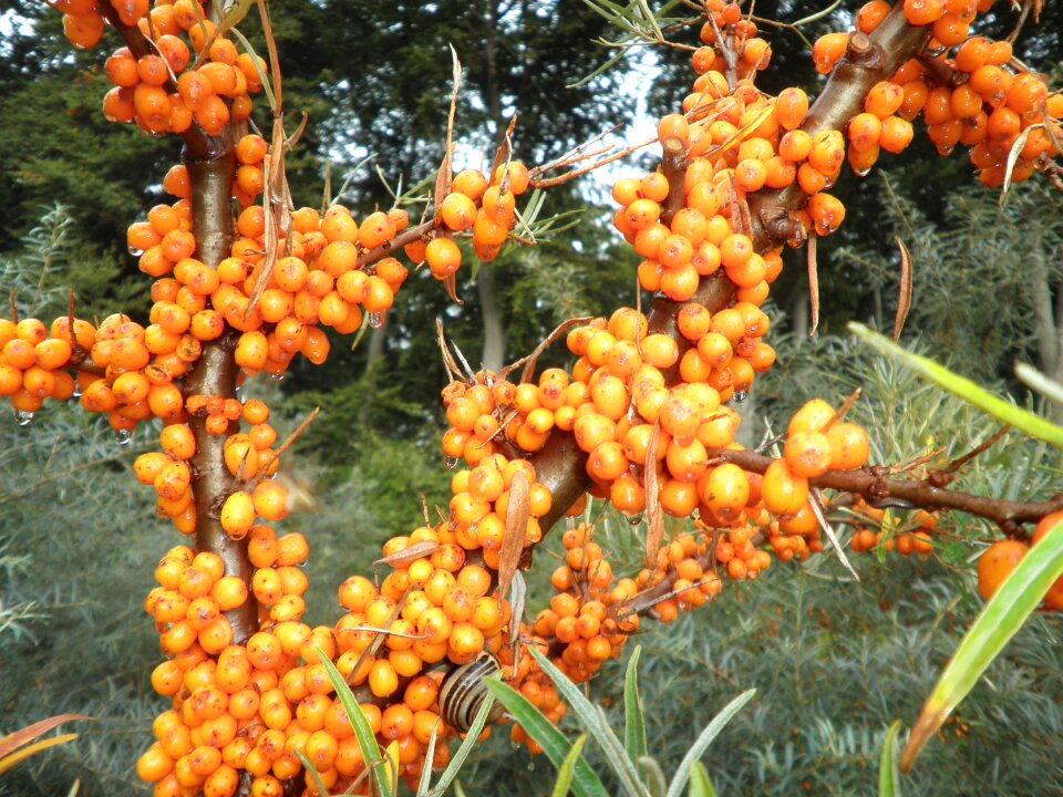 Orange fruits vitamins