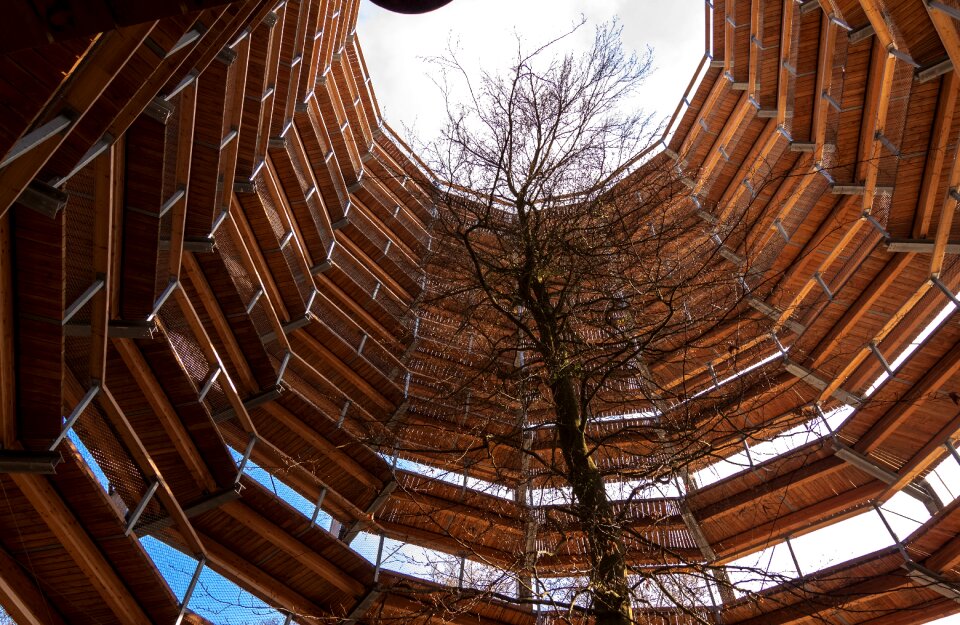 Treetop path platform forest