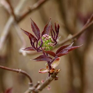 Bud eye red leaves