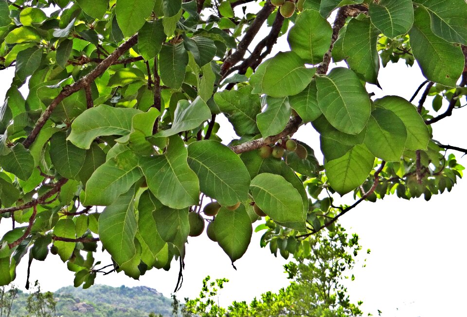 Fruits iluppai tree