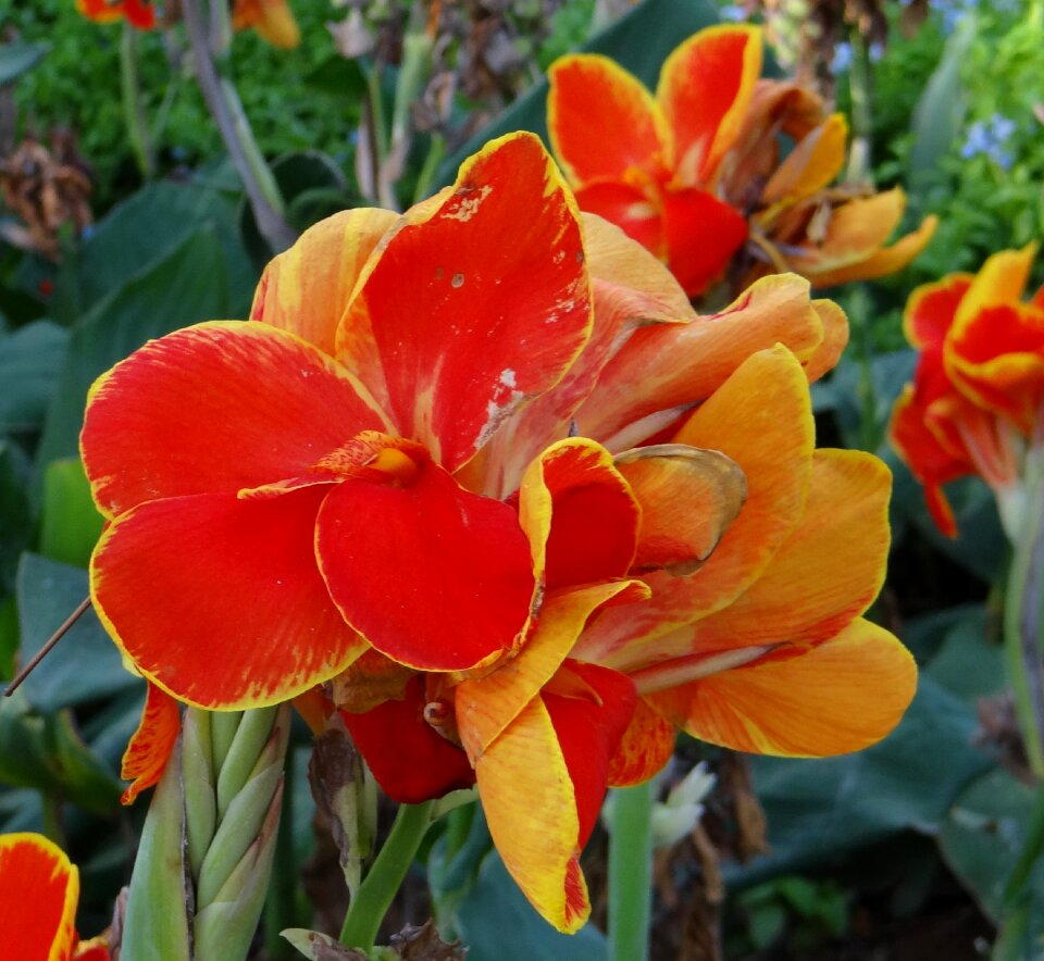 Flower orange cannaceae