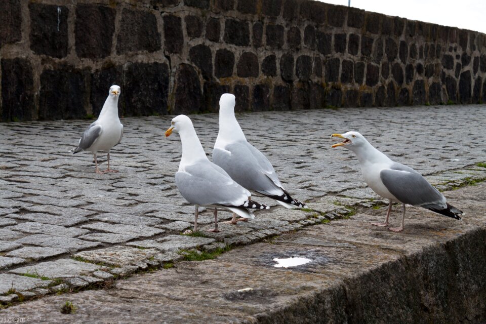 Seagulls port water bird