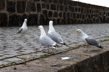 Seagulls port water bird