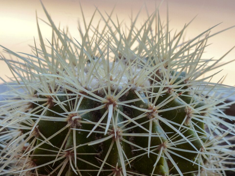 Plant desert nature