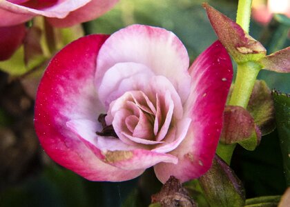 Wax like fragrant flower head photo