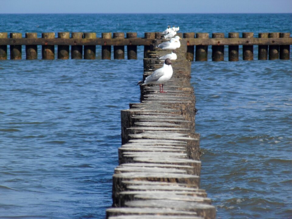 Seagull breakwater baltic sea
