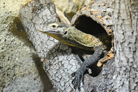 Veranidae cold blooded animal