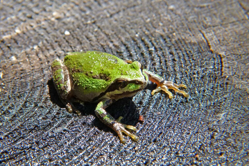 Amphibian tiny animal