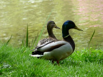 Park green bird
