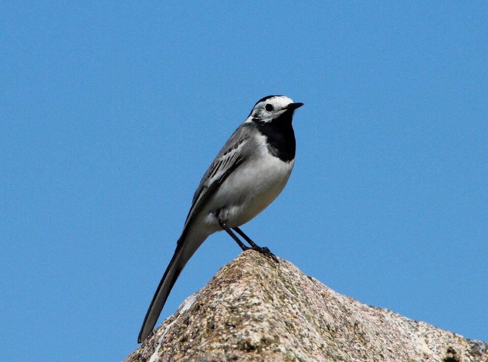 Bird animals nature