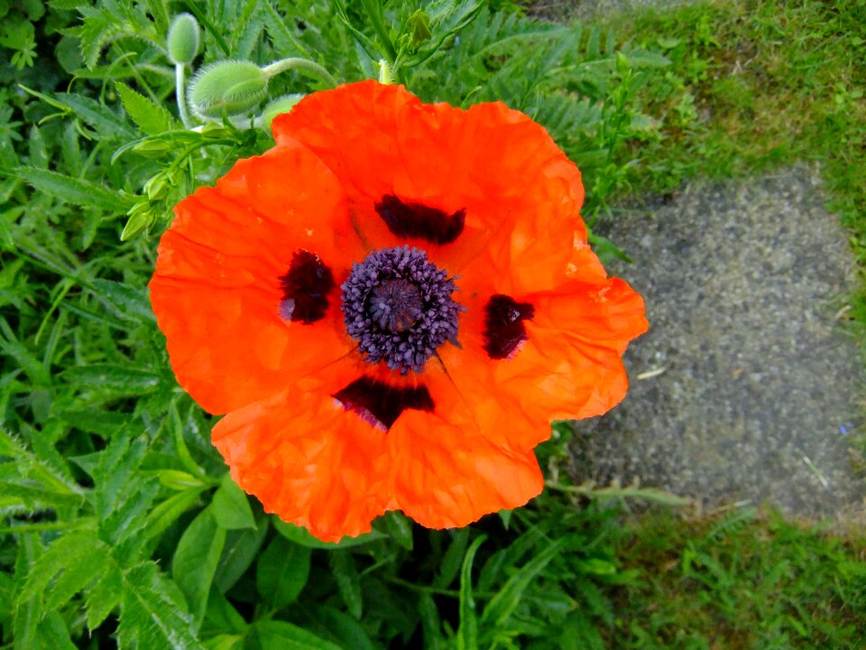 Nature wildflowers flower