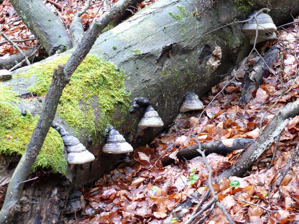 Mushrooms green forest floor