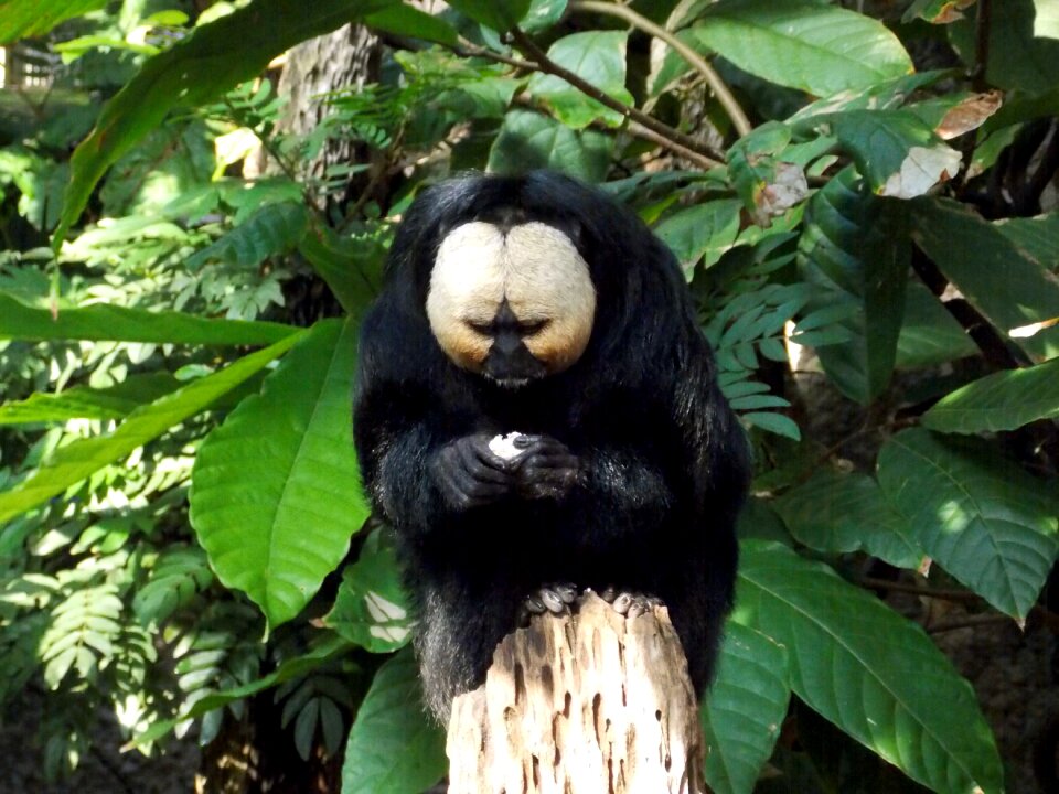 Monkey monkey art new world monkey