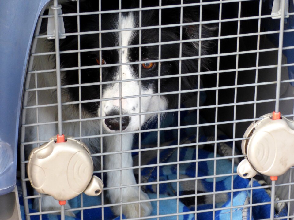Thoroughbred border cage