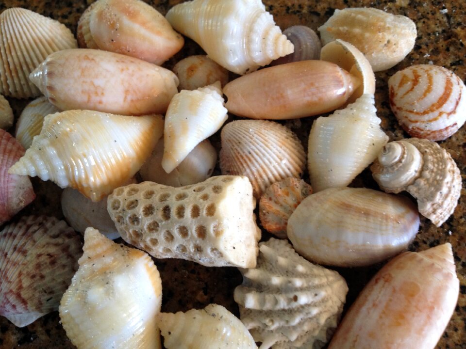 Shells beach florida