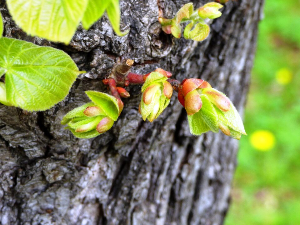 Spring blooms bloom