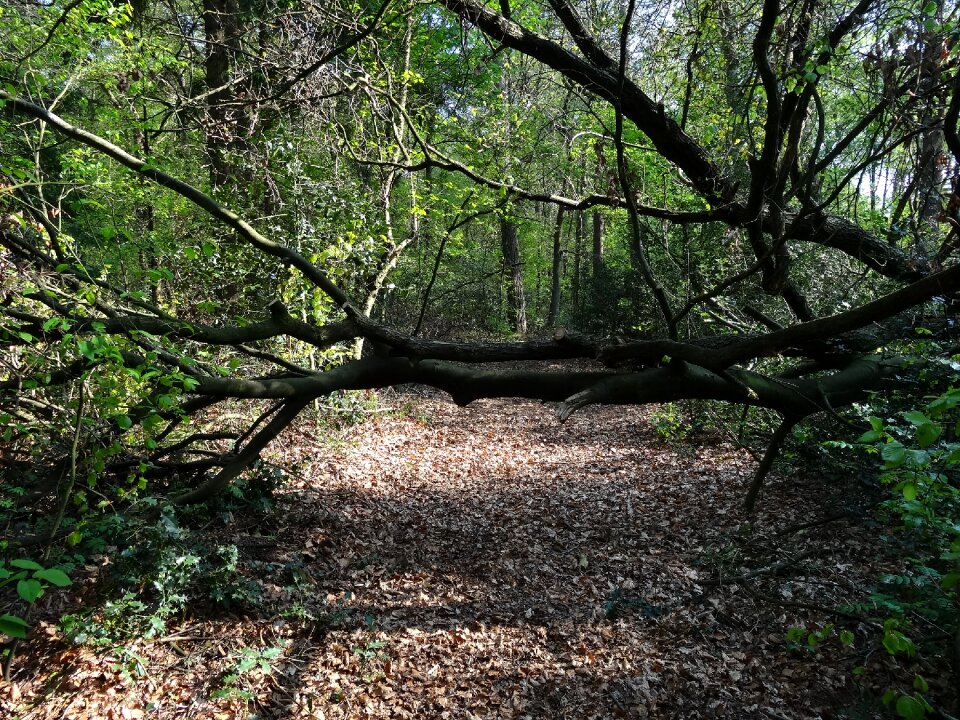 Landscape trees forest
