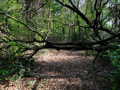 Landscape trees forest