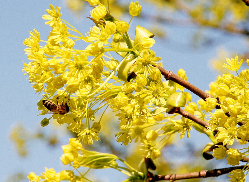 Bloom flowers bee