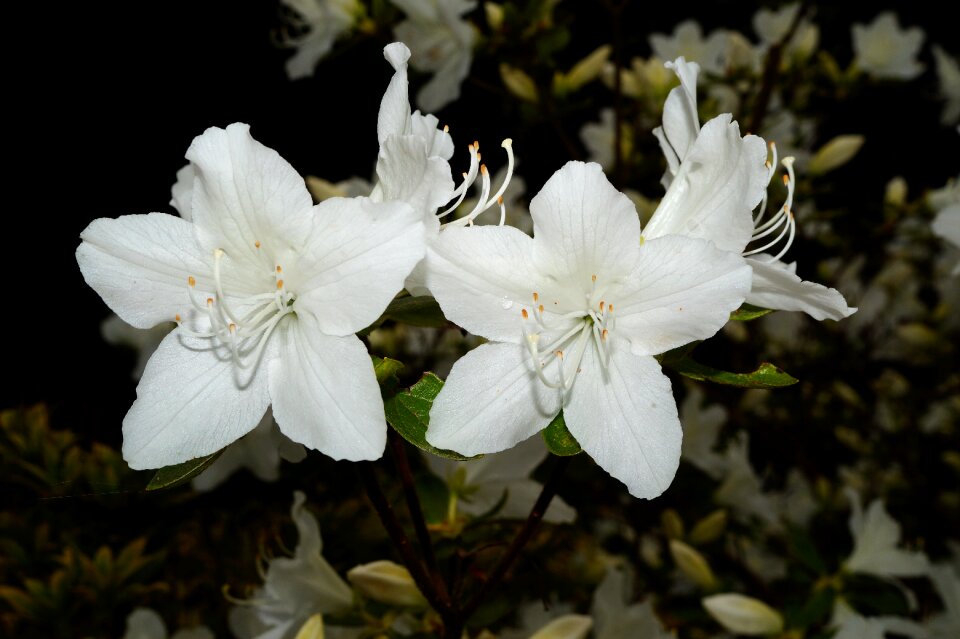 White tender frühlingsanfang