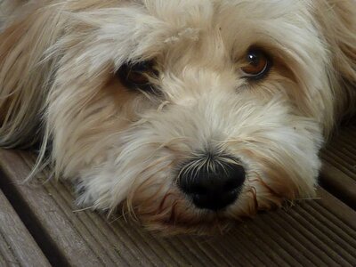 Nose dog fur good