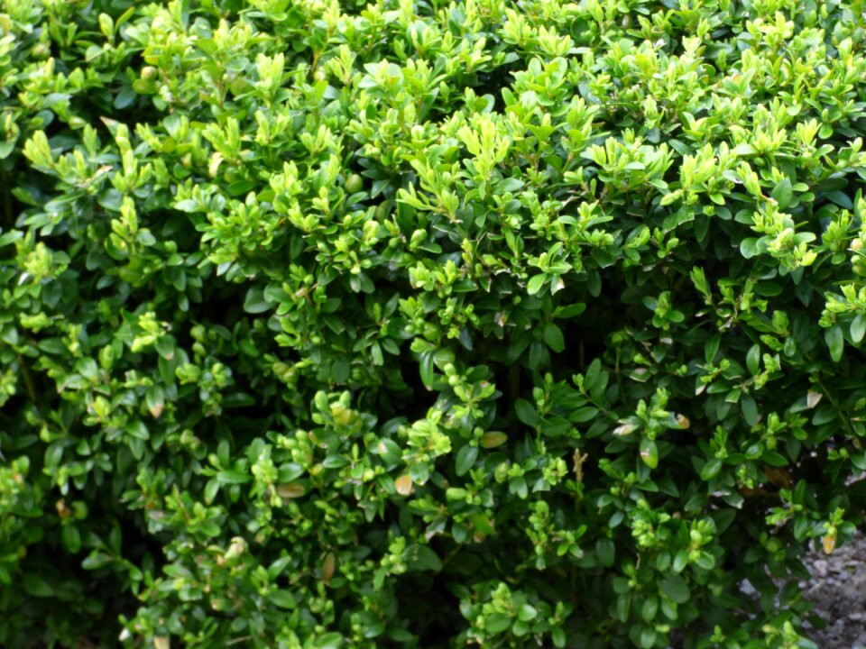 The bushes bushes scrubs