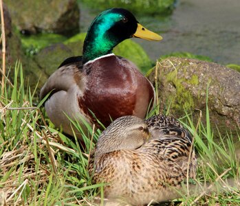 Duck race ducks bird