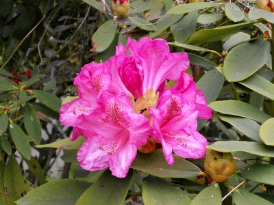 Spring flowers pink pink flower