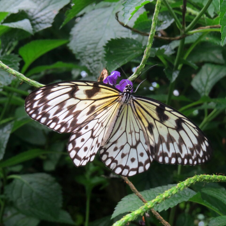 Exotic tropical flying insect