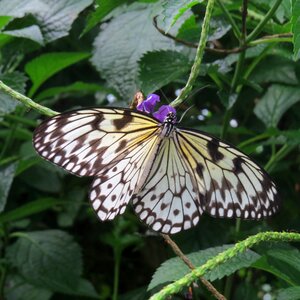 Exotic tropical flying insect photo