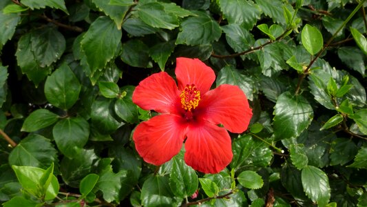Bloom nature red