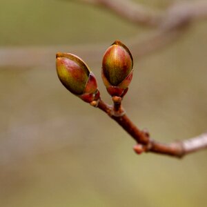 A new beginning buds maple