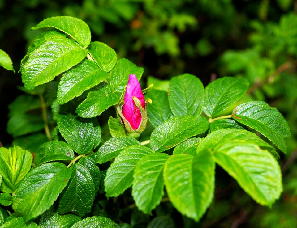 Closed bush not crossed