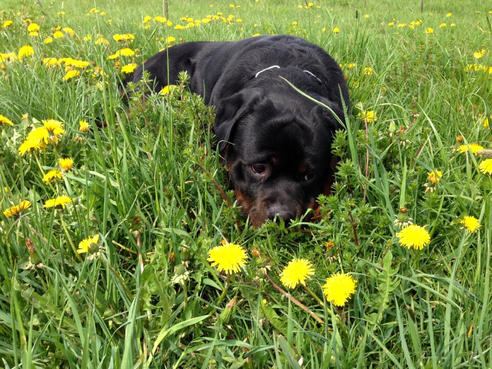 Dog meadow rottweiler