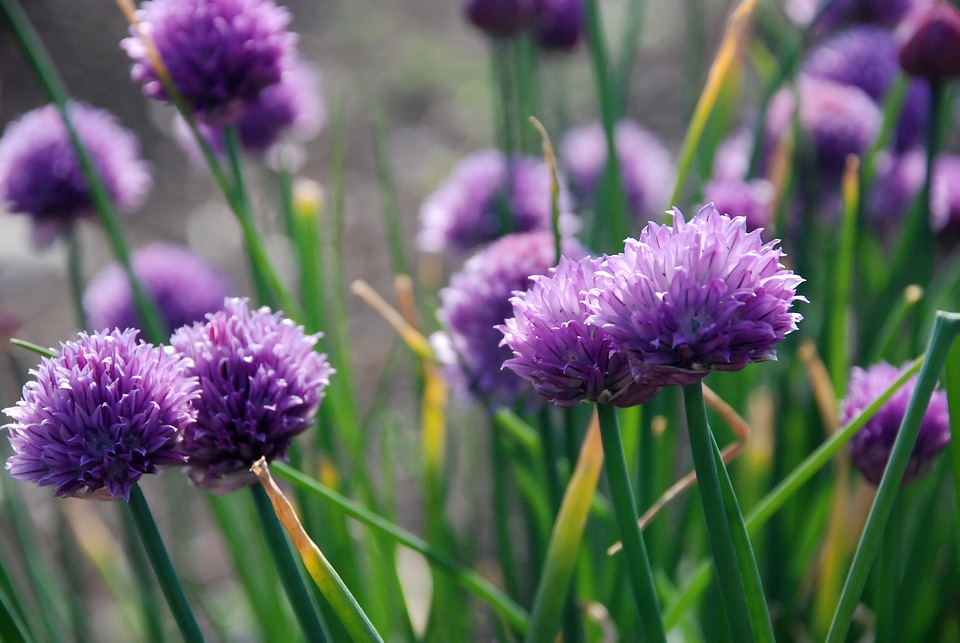 Purple nature flower photo