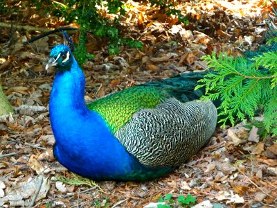 Peacock island berlin havel