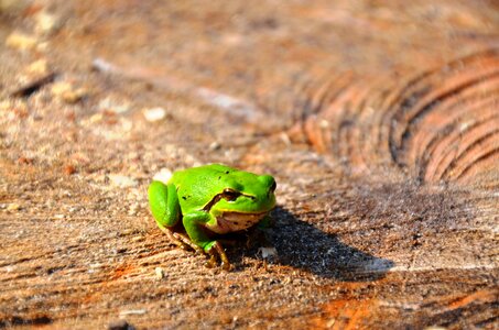 Amphibians wood green
