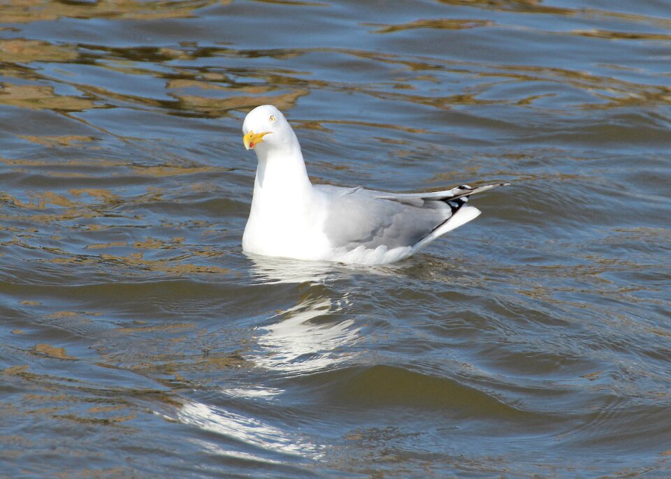 Laridae large gull seevogel