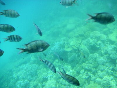 Egypt sea fish