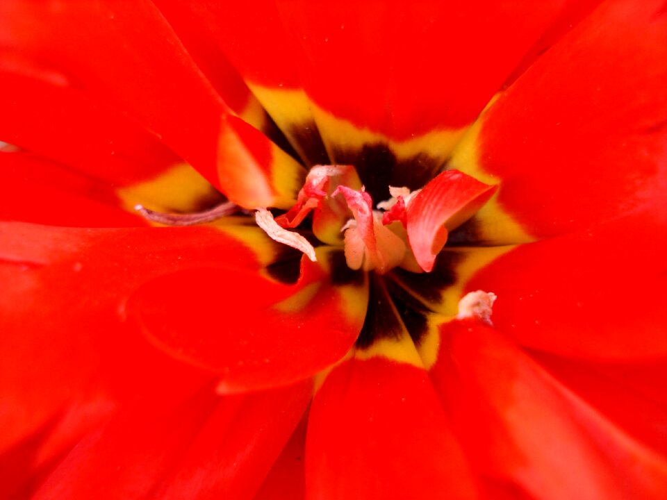 Red tulips red flowers red