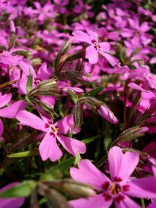 Flowering small flowers beautiful