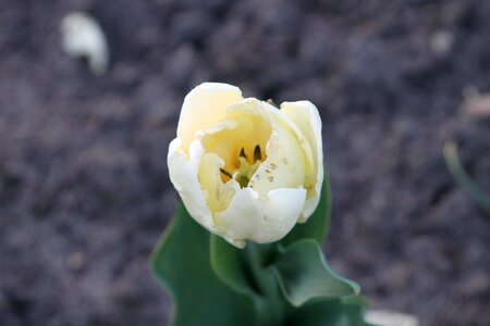Nature beautiful beautiful flower