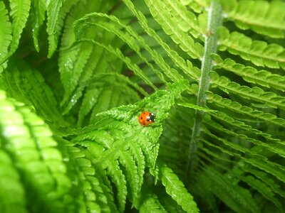 Nature leaves green